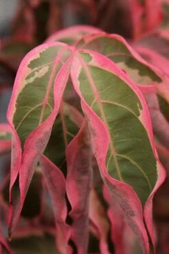 Wolf Eyes Variegated Kousa Dogwood - 5 Gallon Pot 15 Wolf Eyes Variegated Kousa Dogwood - 5 Gallon Pot -Garden Plant Shop cornus kousa wolf eyes dogwood tree 22