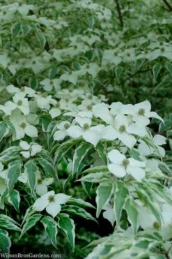 Wolf Eyes Variegated Kousa Dogwood - 5 Gallon Pot 17 Wolf Eyes Variegated Kousa Dogwood - 5 Gallon Pot -Garden Plant Shop cornus kousa wolf eyes dogwood tree 24