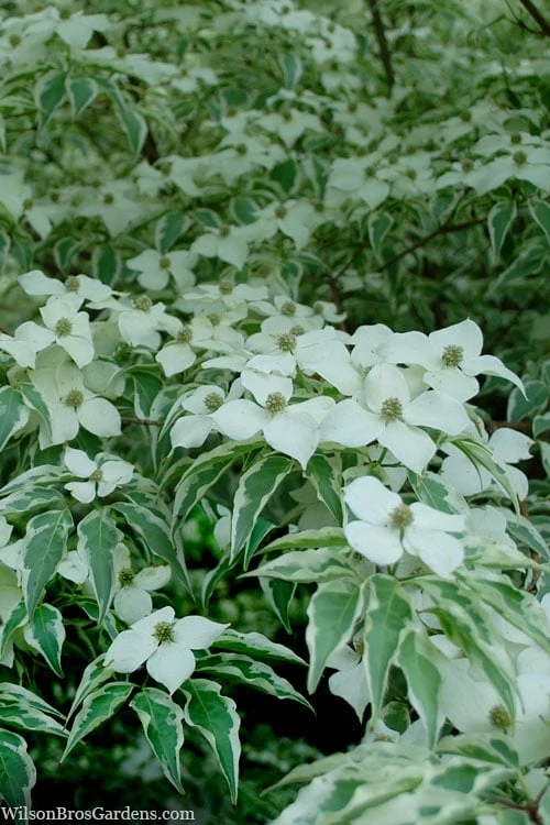 Wolf Eyes Variegated Kousa Dogwood - 5 Gallon Pot 9 Wolf Eyes Variegated Kousa Dogwood - 5 Gallon Pot - Image 9