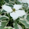 Wolf Eyes Variegated Kousa Dogwood - 5 Gallon Pot