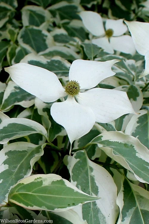 Wolf Eyes Variegated Kousa Dogwood - 5 Gallon Pot 1 Wolf Eyes Variegated Kousa Dogwood - 5 Gallon Pot