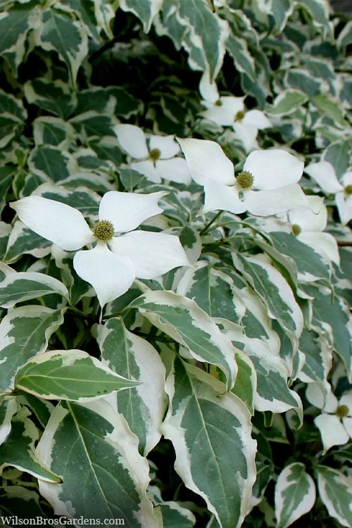 Wolf Eyes Variegated Kousa Dogwood - 5 Gallon Pot 5 Wolf Eyes Variegated Kousa Dogwood - 5 Gallon Pot - Image 5