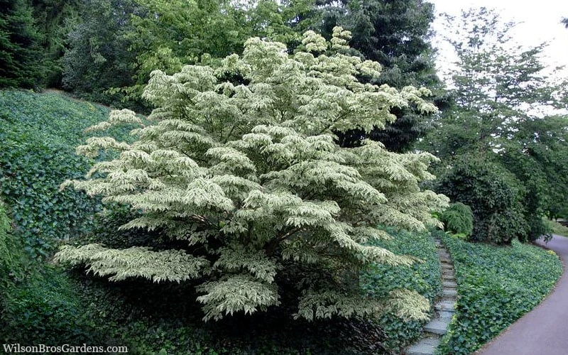 Wolf Eyes Variegated Kousa Dogwood - 5 Gallon Pot 4 Wolf Eyes Variegated Kousa Dogwood - 5 Gallon Pot - Image 4