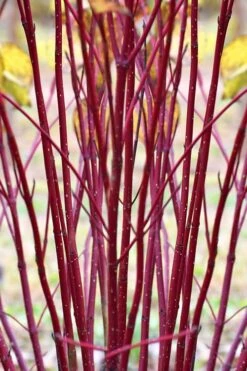 Arctic Fire Red Twig Dogwood - 12" Pot -Garden Plant Shop cornus sericera red osier dogwood 1