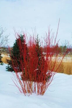 Red Osier Red Twig Dogwood (Cornus Sericea) - 3 Gallon Pot 10 Red Osier Red Twig Dogwood (Cornus Sericea) - 3 Gallon Pot -Garden Plant Shop cornus sericera red osier dogwood 4 3