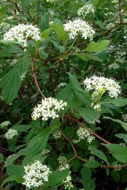 Red Osier Red Twig Dogwood (Cornus Sericea) - 2 Gallon Pot -Garden Plant Shop cornus sericera red osier dogwood 5 2
