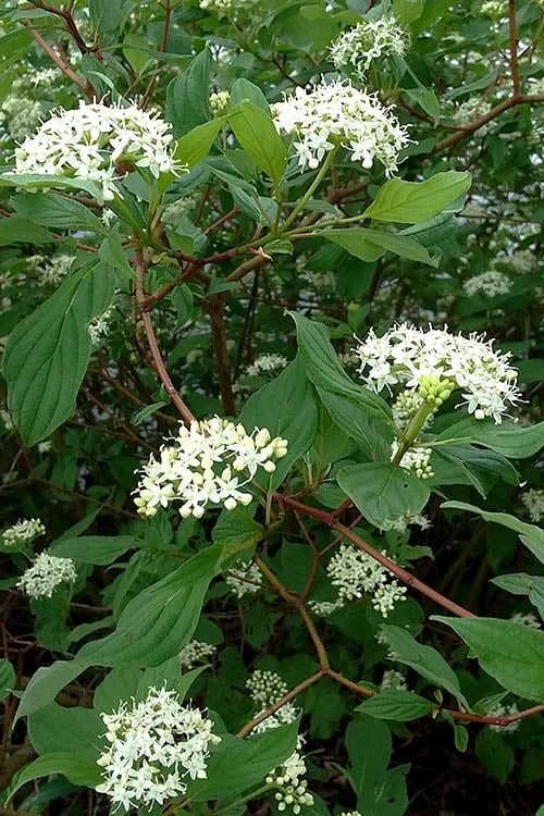 Red Osier Red Twig Dogwood (Cornus Sericea) - 3 Pack Of 1.5 Quart Pots 6 Red Osier Red Twig Dogwood (Cornus Sericea) - 3 Pack Of 1.5 Quart Pots - Image 6