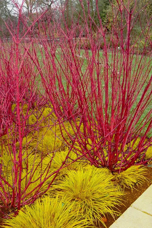 Red Osier Red Twig Dogwood (Cornus Sericea) - 3 Pack Of 1.5 Quart Pots 1 Red Osier Red Twig Dogwood (Cornus Sericea) - 3 Pack Of 1.5 Quart Pots
