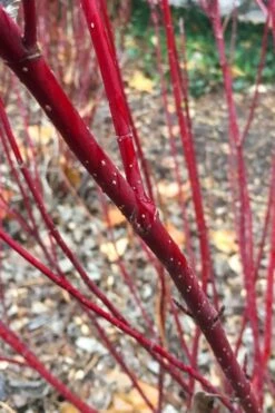 Arctic Fire Red Twig Dogwood - 12" Pot -Garden Plant Shop cornus stolonifera farrow arctic fire red twig dogwood 2