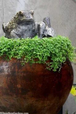 Corsican Mint (Mentha Requienii) - 5 Pack Of Pint Pots