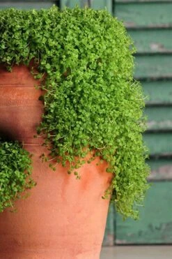 Corsican Mint (Mentha Requienii) - 5 Pack Of Pint Pots -Garden Plant Shop corsican mint 102