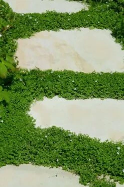 Corsican Mint (Mentha Requienii) - 5 Pack Of Pint Pots -Garden Plant Shop corsican mint 103