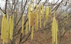 American Hazelnut (Filbert) - 1 Gallon Pot -Garden Plant Shop corylus american american hazelnut fall leaves 10