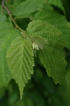 American Hazelnut Filbert (Corylus Americana) - 3 Pack Of 1.5 Quart Pots -Garden Plant Shop corylus american american hazelnut fall leaves 12 1
