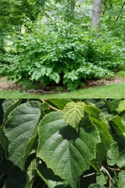 American Hazelnut Filbert (Corylus Americana) - 3 Pack Of 1.5 Quart Pots -Garden Plant Shop corylus american american hazelnut fall leaves 13 1