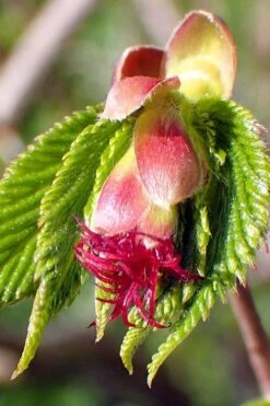 American Hazelnut (Filbert) - 3 Gallon Pot -Garden Plant Shop corylus american american hazelnut fall leaves 8 2