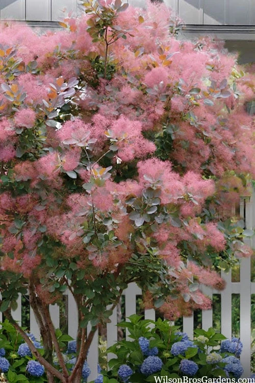 Grace Pink Flowering Smoke Tree - 5 Gallon Pot 1 Grace Pink Flowering Smoke Tree - 5 Gallon Pot