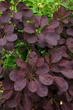 Velveteeny Purple Smoke Bush (Cotinus Coggygria) - 3 Gallon Pot -Garden Plant Shop cotinus coggygria velveteeny dwarf purple smoke bush 3