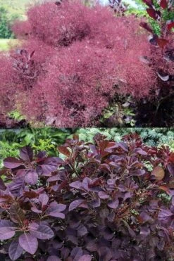 Velveteeny Purple Smoke Bush (Cotinus Coggygria) - 3 Gallon Pot -Garden Plant Shop cotinus coggygria velveteeny dwarf purple smoke bush 7