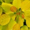 Winecraft Gold Smokebush - 3 Gallon Pot