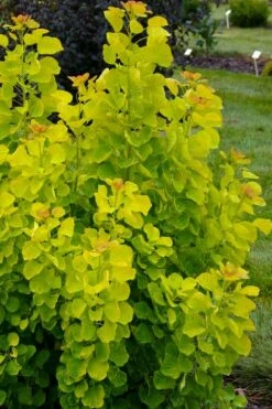 Winecraft Gold Smokebush - 3 Gallon Pot -Garden Plant Shop cotinus coggygria winecraft gold smokebush 4