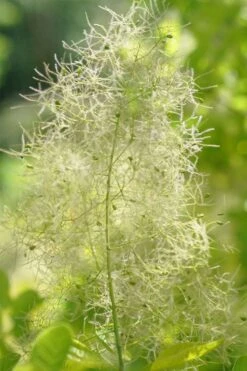 Winecraft Gold Smokebush - 3 Gallon Pot -Garden Plant Shop cotinus coggygria winecraft gold smokebush 7