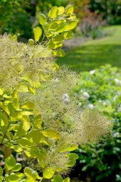 Winecraft Gold Smokebush - 3 Gallon Pot -Garden Plant Shop cotinus coggygria winecraft gold smokebush 8
