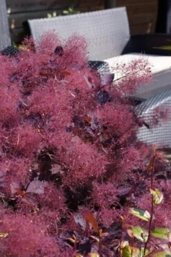 Dusky Maiden Smoke Tree (Single Trunk Topiary) - 7 Gallon Pot (3-4') 8 Dusky Maiden Smoke Tree (Single Trunk Topiary) - 7 Gallon Pot (3-4') -Garden Plant Shop cotinus dusky maiden smoke bush 4 1