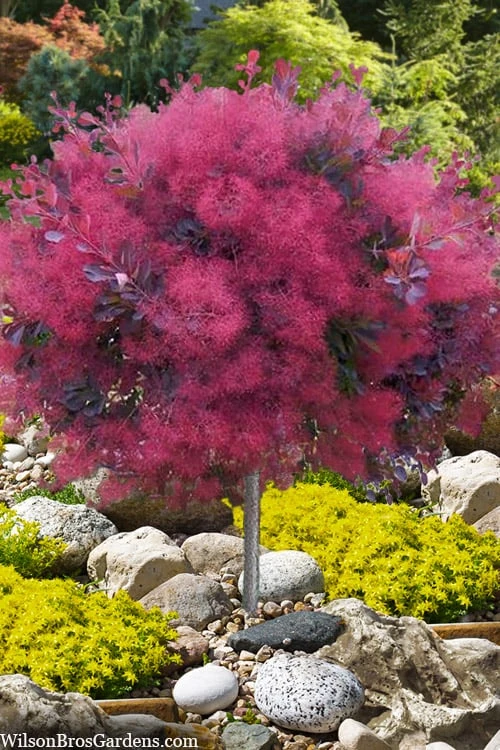 Dusky Maiden Smoke Tree (Single Trunk Topiary) - 7 Gallon Pot (3-4') 1 Dusky Maiden Smoke Tree (Single Trunk Topiary) - 7 Gallon Pot (3-4')