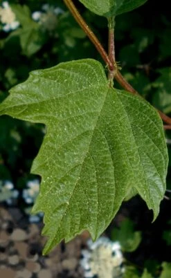 Cranberry Viburnum (Highbush) - 3 Gallon Pot 10 Cranberry Viburnum (Highbush) - 3 Gallon Pot -Garden Plant Shop cranberry viburnum 2