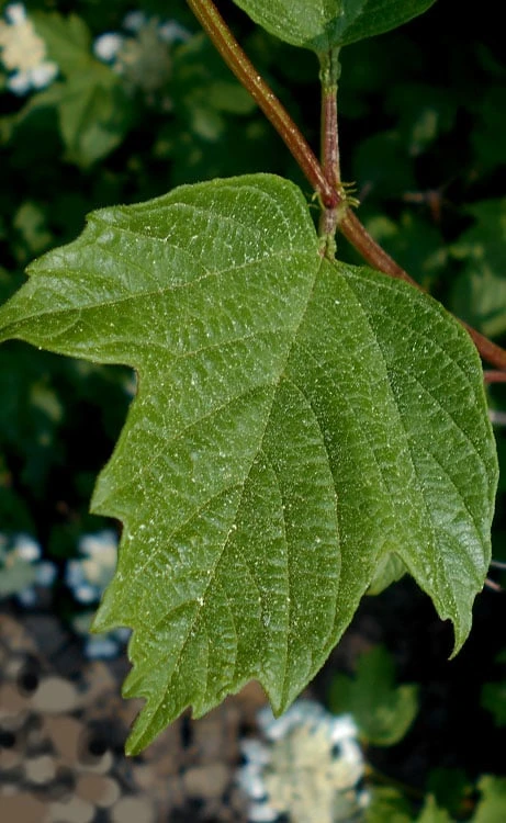 Cranberry Viburnum (Highbush) - 3 Gallon Pot 5 Cranberry Viburnum (Highbush) - 3 Gallon Pot - Image 5