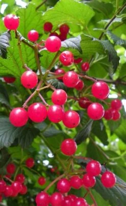 Cranberry Viburnum (Highbush) - 3 Gallon Pot