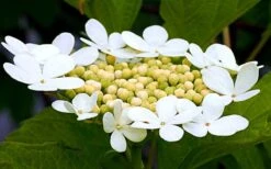 Cranberry Viburnum (Highbush) - 3 Gallon Pot 9 Cranberry Viburnum (Highbush) - 3 Gallon Pot -Garden Plant Shop cranberry viburnum 6
