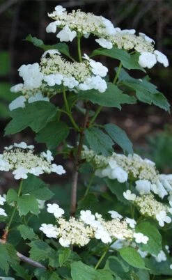 Cranberry Viburnum (Highbush) - 3 Gallon Pot 8 Cranberry Viburnum (Highbush) - 3 Gallon Pot -Garden Plant Shop cranberry viburnum 7