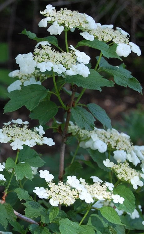 Cranberry Viburnum (Highbush) - 3 Gallon Pot 3 Cranberry Viburnum (Highbush) - 3 Gallon Pot - Image 3