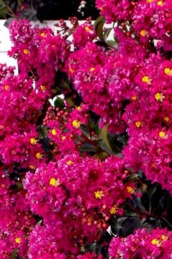 Berry Dazzle Dwarf Crape Myrtle (Single-Trunk Topiary) - 7 Gallon Pot 9 Berry Dazzle Dwarf Crape Myrtle (Single-Trunk Topiary) - 7 Gallon Pot -Garden Plant Shop crape myrtle berry dazzle tree form topiary standard 2