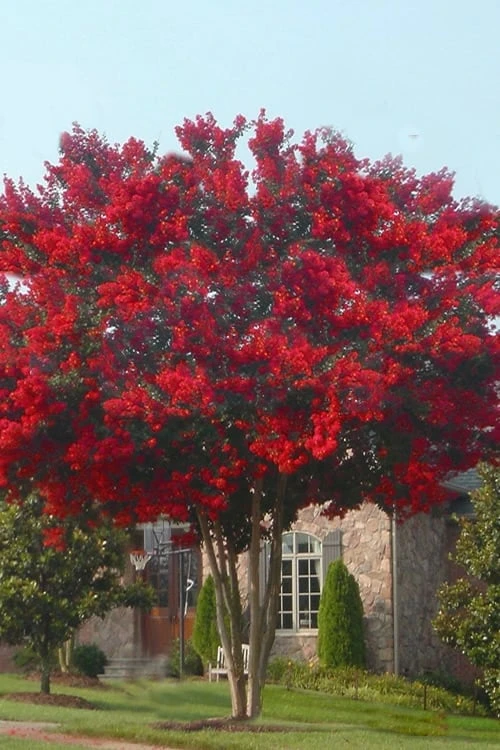 Dynamite Red Crape Myrtle - 6 Pack Of 1 Gallon Pots 4 Dynamite Red Crape Myrtle - 6 Pack Of 1 Gallon Pots - Image 4