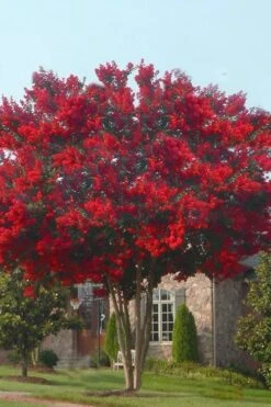 Dynamite Red Crape Myrtle - 7 Gallon Pot (3-4') 10 Dynamite Red Crape Myrtle - 7 Gallon Pot (3-4') -Garden Plant Shop crape myrtle dynamite 10