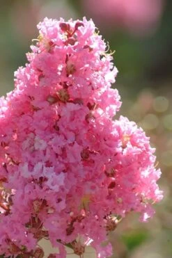 Sioux Pink Crape Myrtle Tree (Single Trunk) - 5 Gallon Pot -Garden Plant Shop crape myrtle sioux pink 52