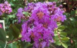 Early Bird Purple Crape Myrtle - 2 Gallon Pot -Garden Plant Shop crapemyrtleearlybirdpurple