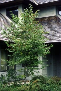 Washington Hawthorn (Crataegus Phaenopyrum) - 3 Gallon Pot 14 Washington Hawthorn (Crataegus Phaenopyrum) - 3 Gallon Pot -Garden Plant Shop crataegus phaenopyrum washington hawthorne 1