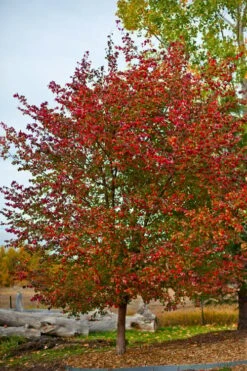 Washington Hawthorn (Crataegus Phaenopyrum) - 3 Gallon Pot 15 Washington Hawthorn (Crataegus Phaenopyrum) - 3 Gallon Pot -Garden Plant Shop crataegus phaenopyrum washington hawthorne 3