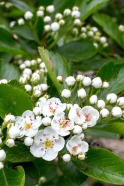 Washington Hawthorn (Crataegus Phaenopyrum) - 3 Gallon Pot 17 Washington Hawthorn (Crataegus Phaenopyrum) - 3 Gallon Pot -Garden Plant Shop crataegus phaenopyrum washington hawthorne 5