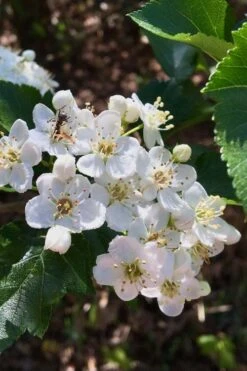 Washington Hawthorn (Crataegus Phaenopyrum) - 3 Gallon Pot 18 Washington Hawthorn (Crataegus Phaenopyrum) - 3 Gallon Pot -Garden Plant Shop crataegus phaenopyrum washington hawthorne 6