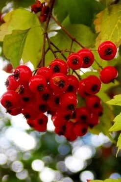 Washington Hawthorn (Crataegus Phaenopyrum) - 3 Gallon Pot 19 Washington Hawthorn (Crataegus Phaenopyrum) - 3 Gallon Pot -Garden Plant Shop crataegus phaenopyrum washington hawthorne 8