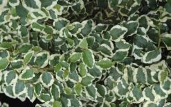 Variegated Creeping Fig (Ficus Pumila 'Variegata') - 10 Pack Of 4" Pint Pots -Garden Plant Shop creeping fig ficus pumila variegata 50