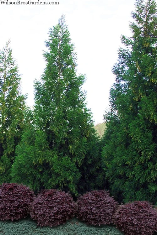 Radicans Cryptomeria (Japanese Cedar) - 7 Gallon Pot (4-5') 1 Radicans Cryptomeria (Japanese Cedar) - 7 Gallon Pot (4-5')