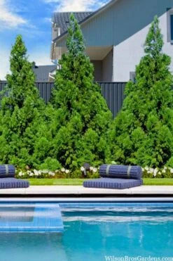 Radicans Cryptomeria (Japanese Cedar) - 1 Gallon Pot 12 Radicans Cryptomeria (Japanese Cedar) - 1 Gallon Pot -Garden Plant Shop cryptomeria japonica radicans 5