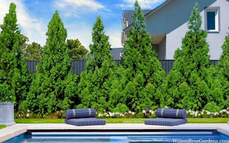 Radicans Cryptomeria (Japanese Cedar) - 1 Gallon Pot 4 Radicans Cryptomeria (Japanese Cedar) - 1 Gallon Pot - Image 4