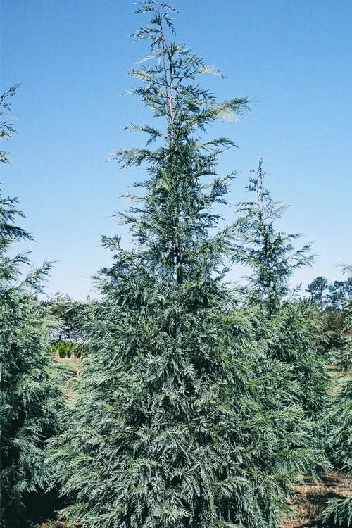 Naylor's Blue Leyland Cypress - 3 Gallon Pot 4 Naylor's Blue Leyland Cypress - 3 Gallon Pot - Image 4